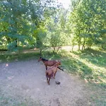 Πάρκο διακοπών Domaine De Puy Robert Lascaux - A 800m Grotte De Lascaux - Avec Piscine - Et Gites-appartements - Sarlat - Dordogne Montignac-Lascaux